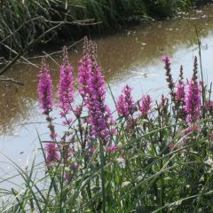 Lythrum salicaria