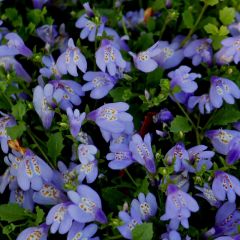 Mazus reptans