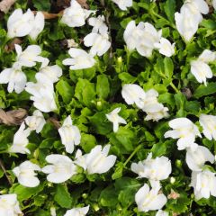 Mazus reptans ‘Albus’