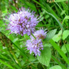 Mentha aquatica