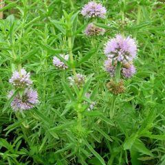 Mentha cervina