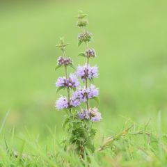 Mentha pulegium