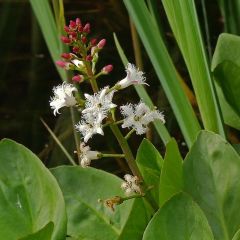 Menyanthes trifoliata