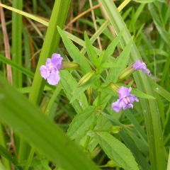 Mimulus ringens