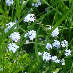 Myosotis palustris