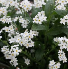 Myosotis palustris ‘Ice Pearl’