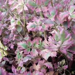 Oenanthe fistulosa ‘Flamingo’