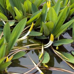 Orontium aquaticum