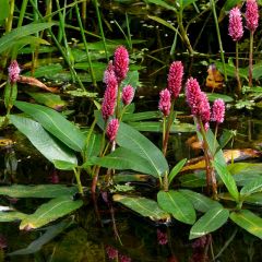 Persicaria amphibium