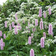 Persicaria bistorta