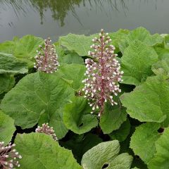 Petasites hybridus