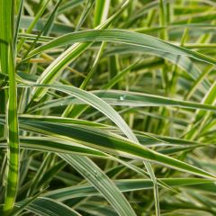 Phalaris arundinacaea ‘Picta’