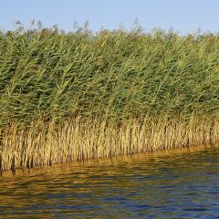 Phragmites australis