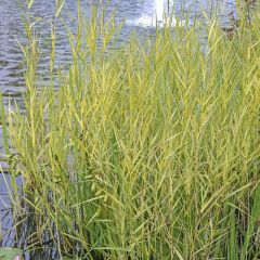 Phragmites australis ‘Variegatus’