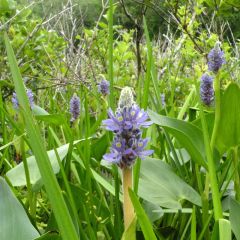 Pontederia cordata