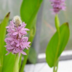 Pontederia cordata ‘Pink Pons’