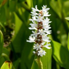 Pontederia cordata ‘White Pike’