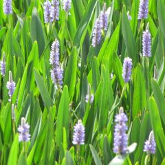 Pontederia lanceolata