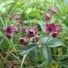 Potentilla palustris