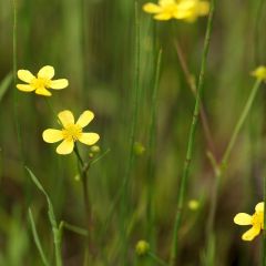 Ranunculus flammula