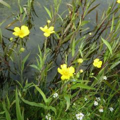 Ranunculus lingua