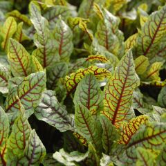 Rumex sanguinea