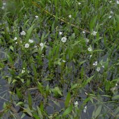 Sagittaria graminea