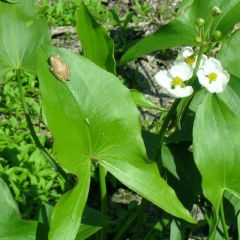 Sagittaria latifolia