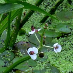 Sagittaria sagittifolia