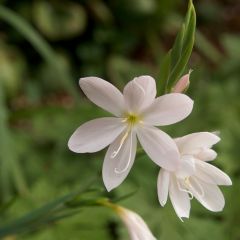 Schizostylus coccinea ‘Alba’