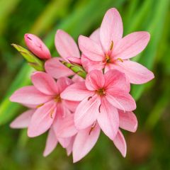 Schizostylus coccinea ‘Mrs. Hegarty’