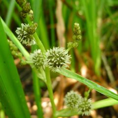 Sparganium erectum