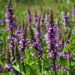 Stachys palustris