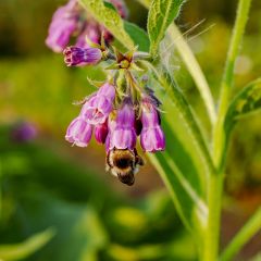 Symhytum officinale