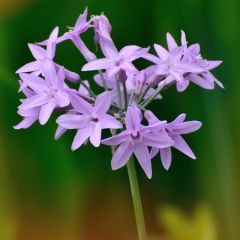 Tulbaghia violacea