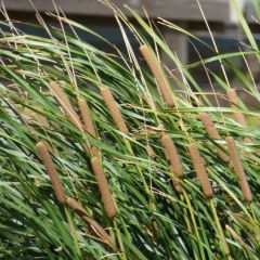 Typha angustifolia