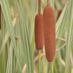 Typha latifolia ‘Variegata’