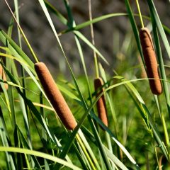 Typha laxmannii