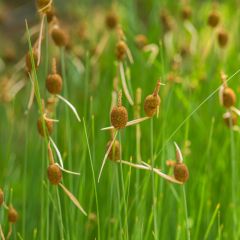 Typha minima