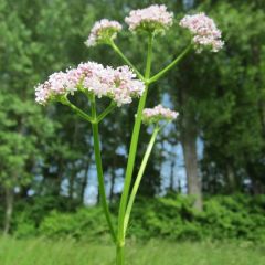 Valeriana officinalis