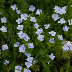 Veronica beccabunga