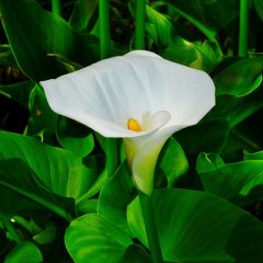 Zantedeschia aethiopica