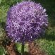 Allium aflatunense  'Globemaster'