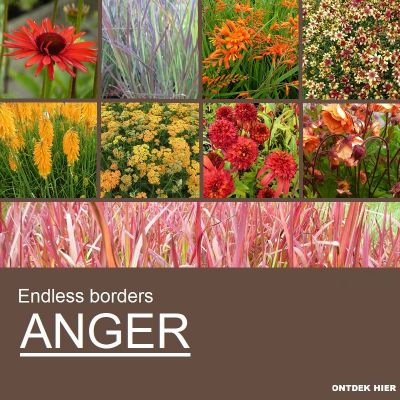 EB Anger