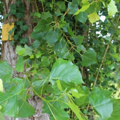 Populus nigra ‘Italica’ 10x
