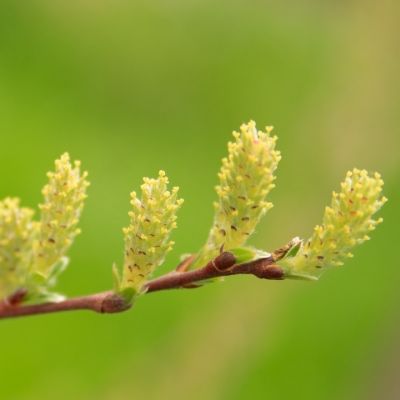 Salix repens 25x