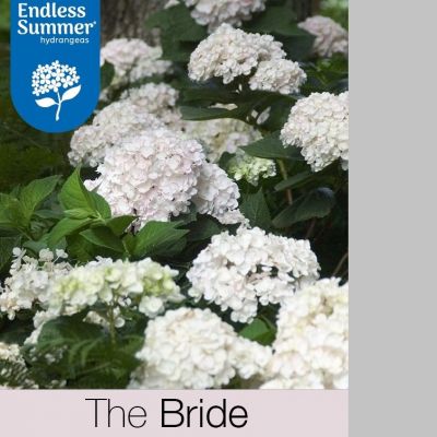 Hydrangea macrophylla 'Endless Summer® The Bride'