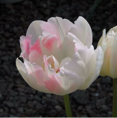 Tulpen 'Angelique' x50