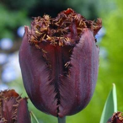 Tulpen 'Black Jewel' x50