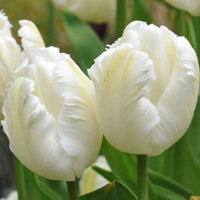 Tulpen 'White Parrot' x50